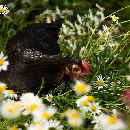 Aubepine Sains-du-Nord