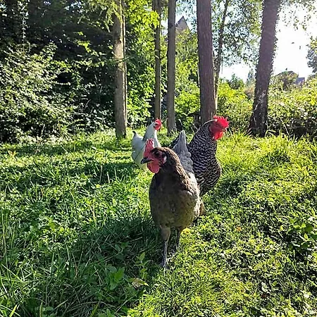 Panzió Aubepine Sains-du-Nord