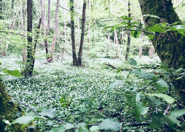 Aubepine Sains-du-Nord