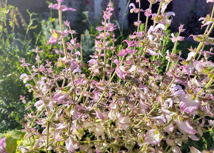 Aubepine Bed & Breakfast 3*